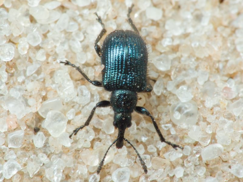 Neocoenorrhinus pauxillus (Germar, 1824)
